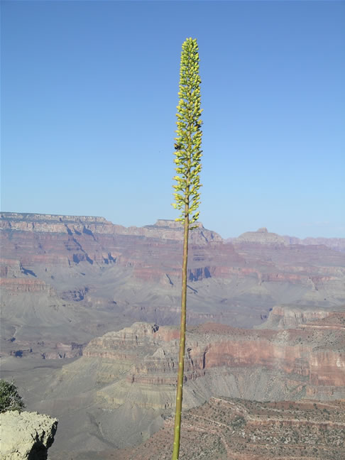 images/F-Mohave Point -Canyon View (1).jpg